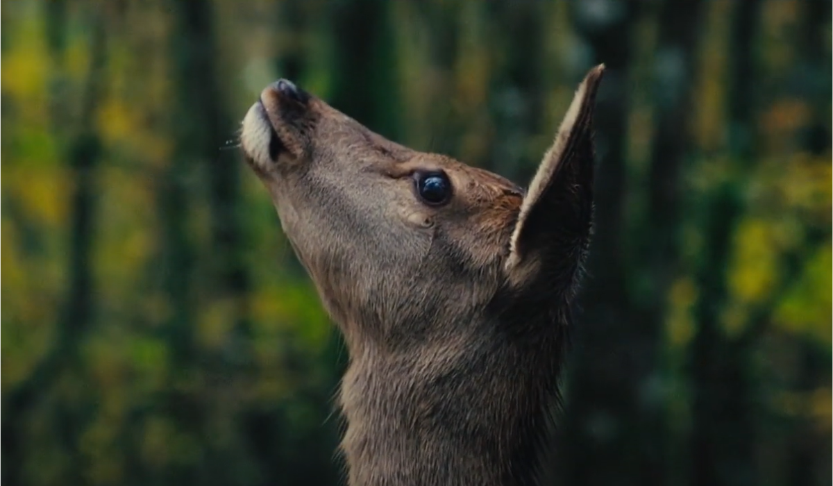 Novo filme de "Bambi" apresenta animais reais (Foto: A2 Filmes)