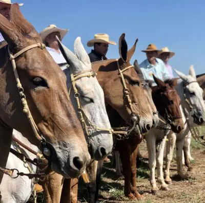 A expectativa é atrair cerca de 30 mil visitantes durante os seis dias de evento (Foto: Divulgação)