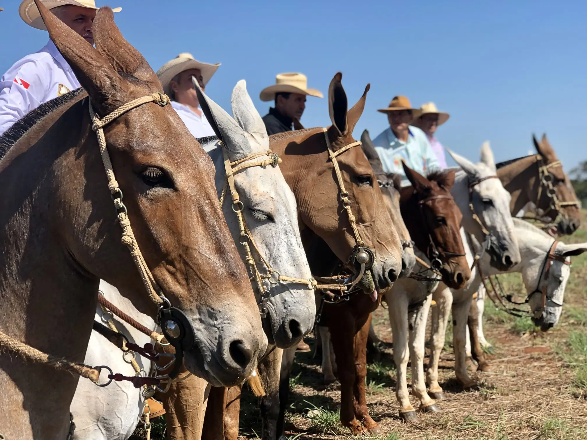 A expectativa é atrair cerca de 30 mil visitantes durante os seis dias de evento (Foto: Divulgação)