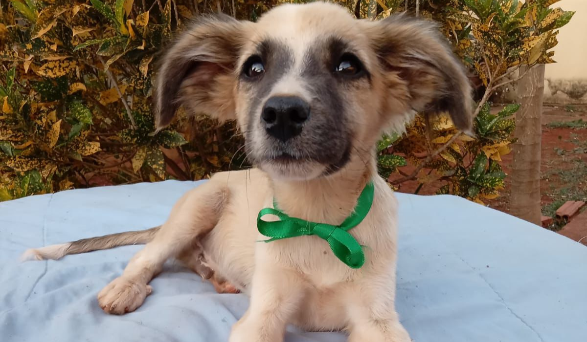 Evento de adoção da Miau Auau terá 40 animais (Foto: divulgação)