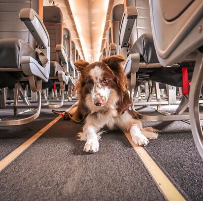 Veja regras para o transporte de pets em cabines de aviões (Foto: divulgação)