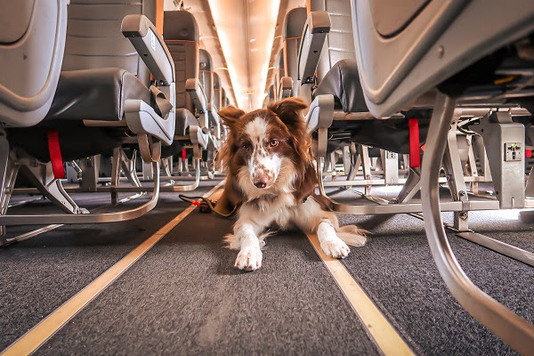 Veja regras para o transporte de pets em cabines de aviões (Foto: divulgação)