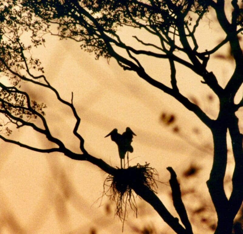 Pantanal possui grande variedade de espécies de animais (Foto: Vivalá)