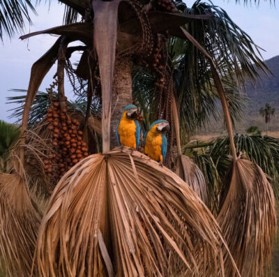 Experiências incluem observação de aves (Foto: Embratur Sebrae)