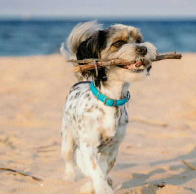 Saiba como manter os animais saudáveis no verão (Foto: Pexels)