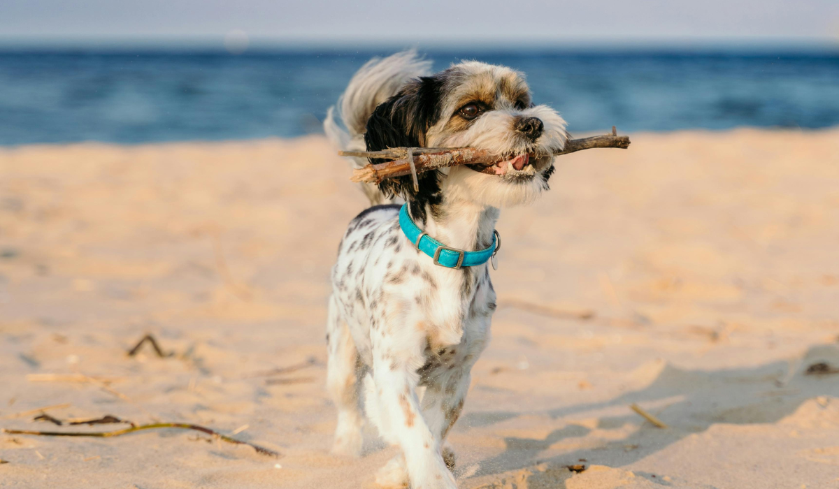 Saiba como manter os animais saudáveis no verão (Foto: Pexels)