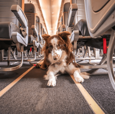 Transporte aéreo para pets está em alta (Foto: Divulgação)