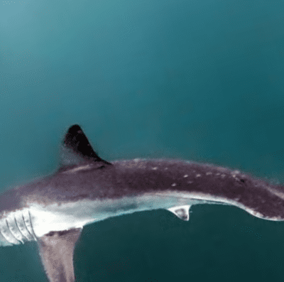 Tubarão Mako foi filmado entre a Praia de Ipanema e as Ilhas Cagarras (Foto Macau Dive)