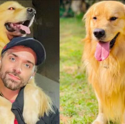 Lei Joca é aprovada projeto deve melhorar o transporte aéreo de animais (Foto: reprodução)