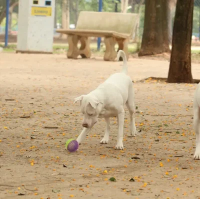 Governo lança o SinPatinhas, novo RG Animal para cães e gatos (Foto: Rovena Rosa / Agência Brasil)
