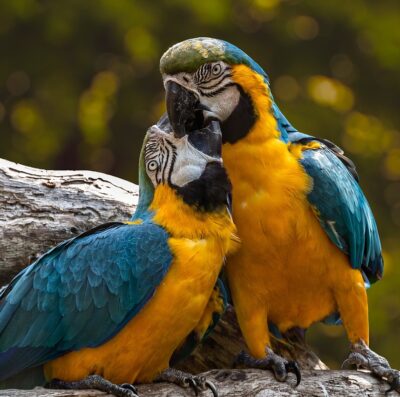 10 documentários sobre a natureza que vão abrir seus olhos (Foto: edmondlafoto/pixabay)