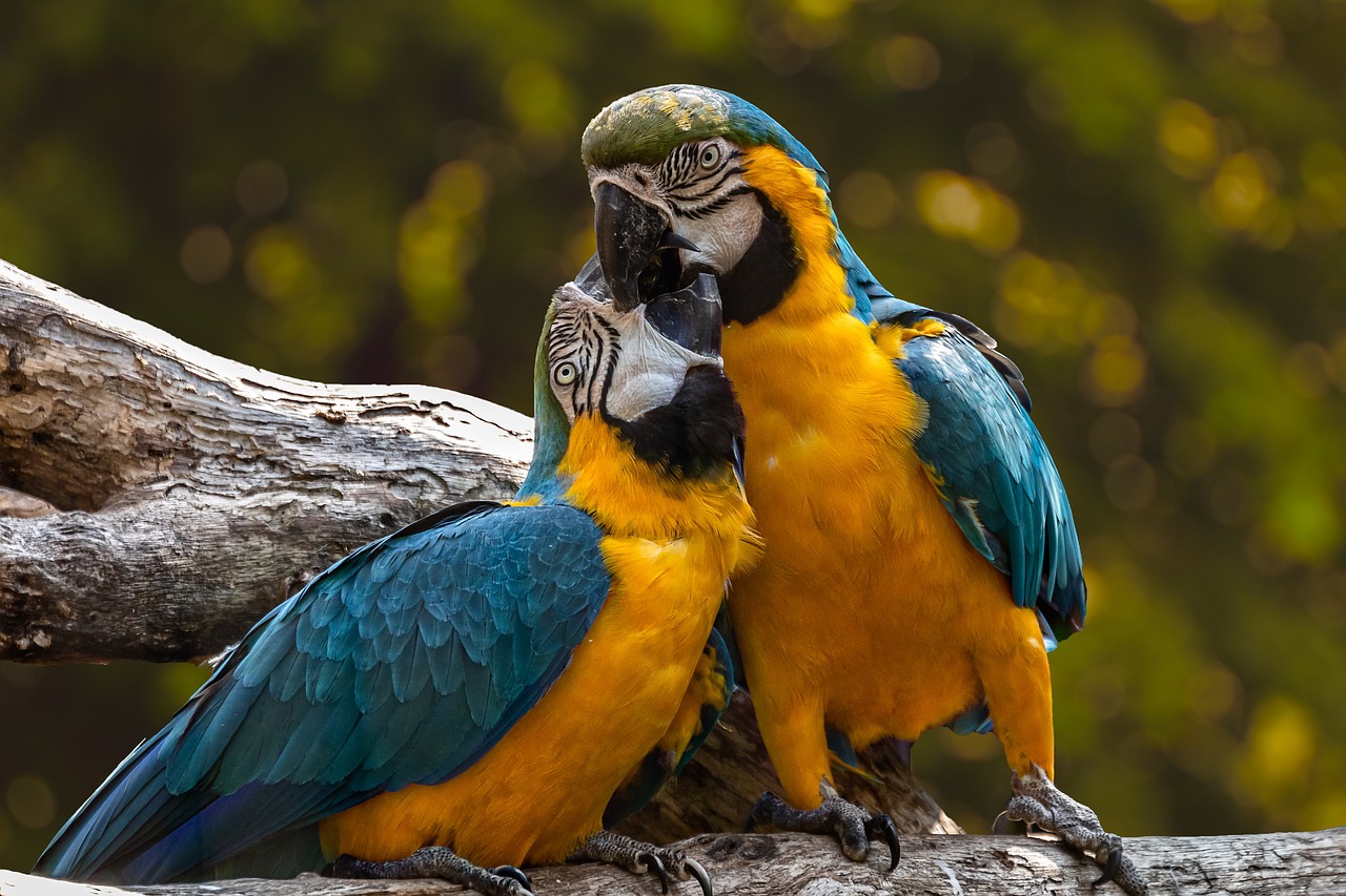 10 documentários sobre a natureza que vão abrir seus olhos (Foto: edmondlafoto/pixabay)