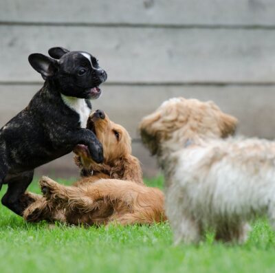 Chocolates devem ficar totalmente fora do alcance dos pets (Foto: Pixabay)