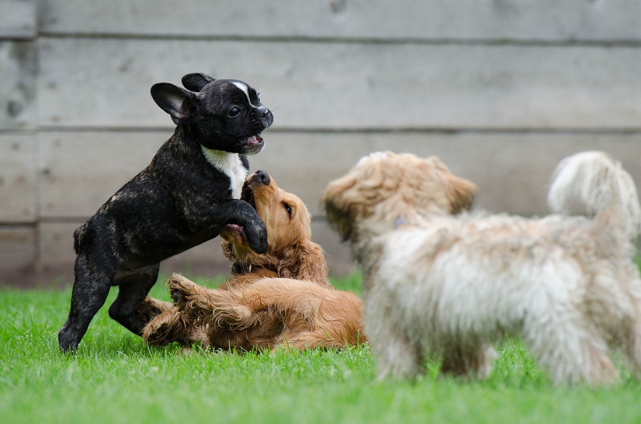 Chocolates devem ficar totalmente fora do alcance dos pets (Foto: Pixabay)